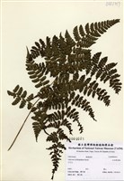 藏品(紅柄蹄蓋蕨)的圖片